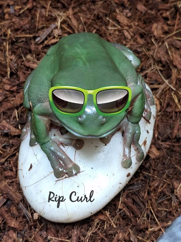 Rip Curl Frog.jpg