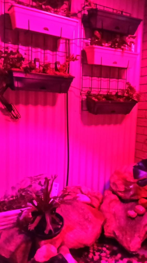 Grow light pic
