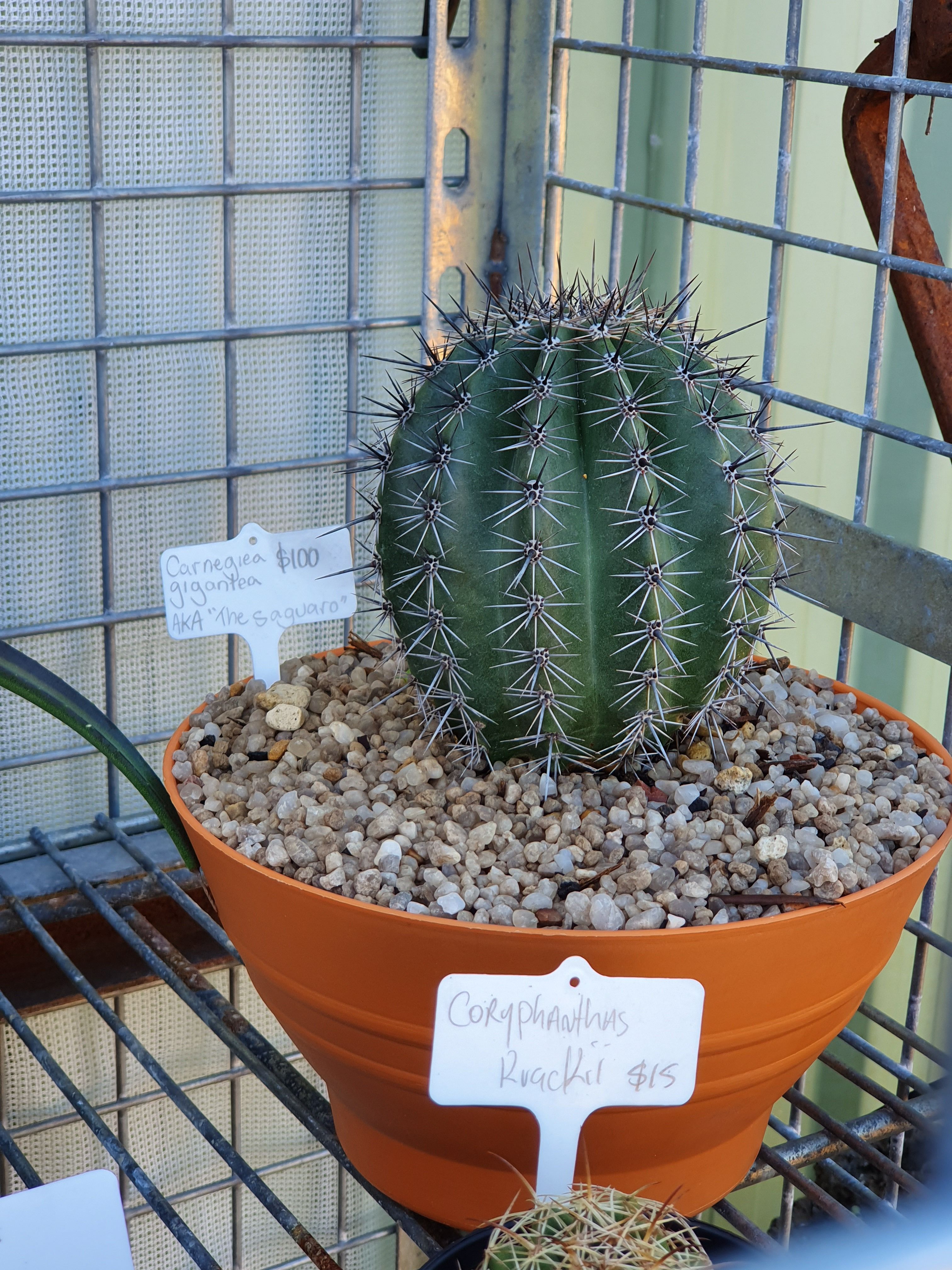 The cacti obsession is real Bunnings community