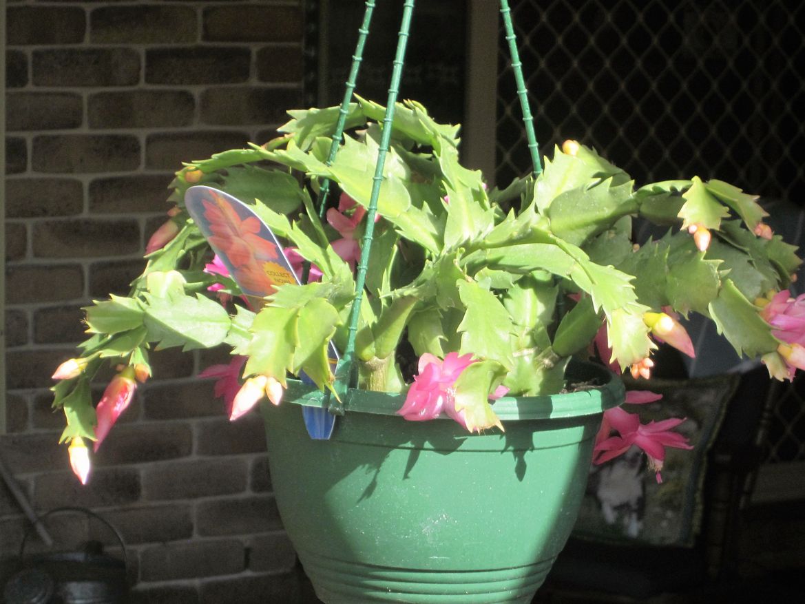 2 of these now drooping - sad