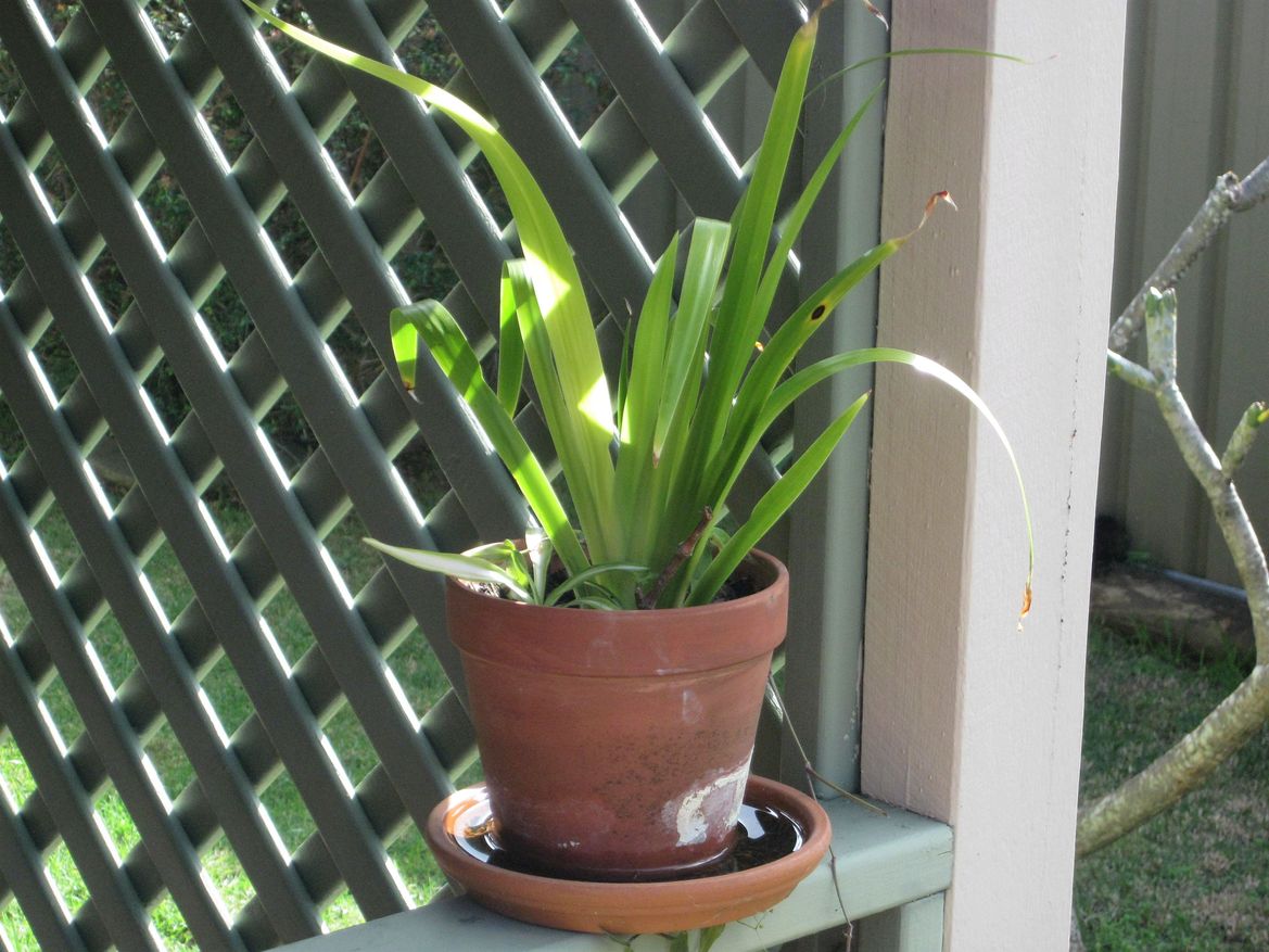 A trial at a cutting - dead