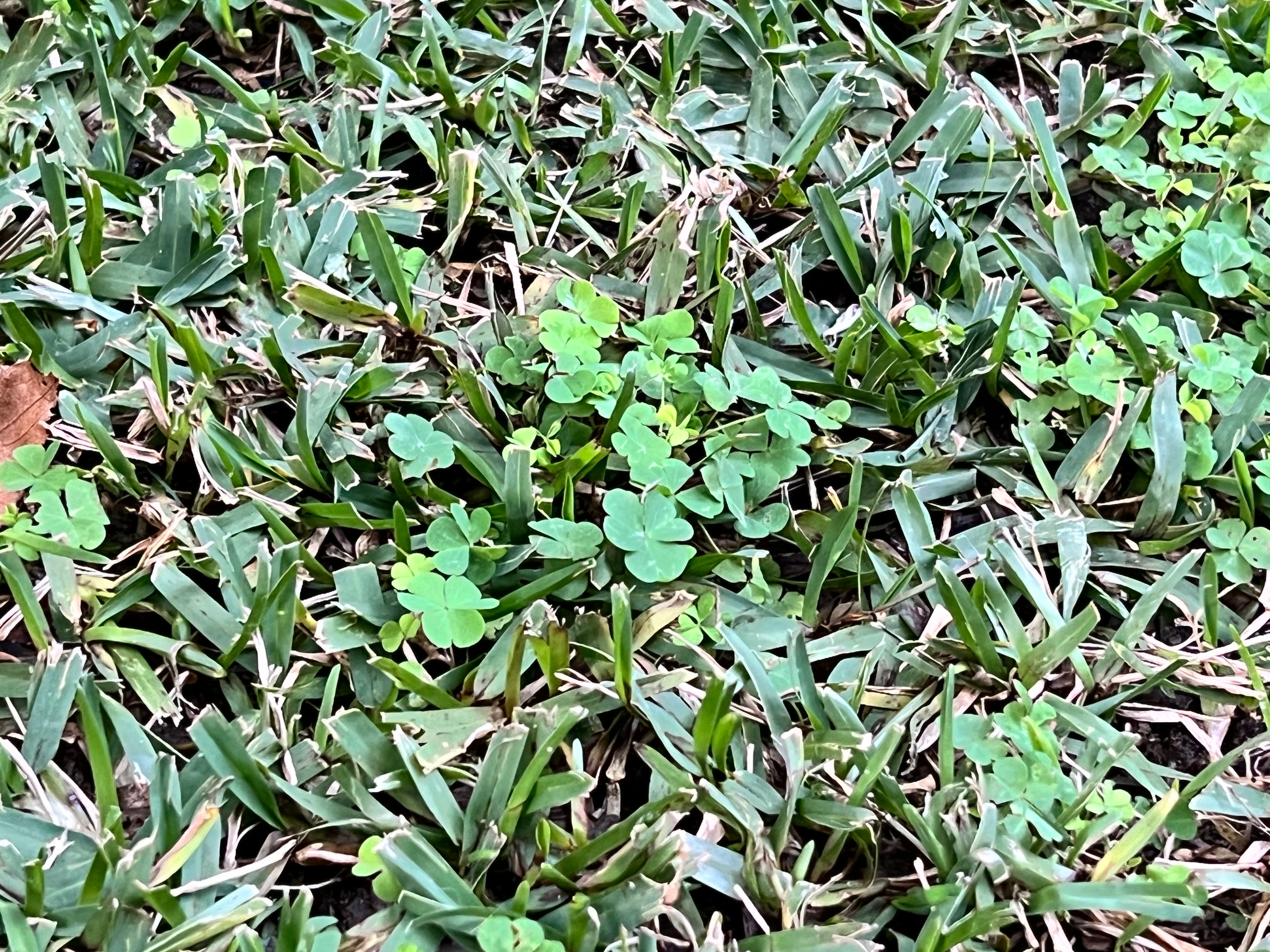 What kind of grass do I have and what we... Bunnings community