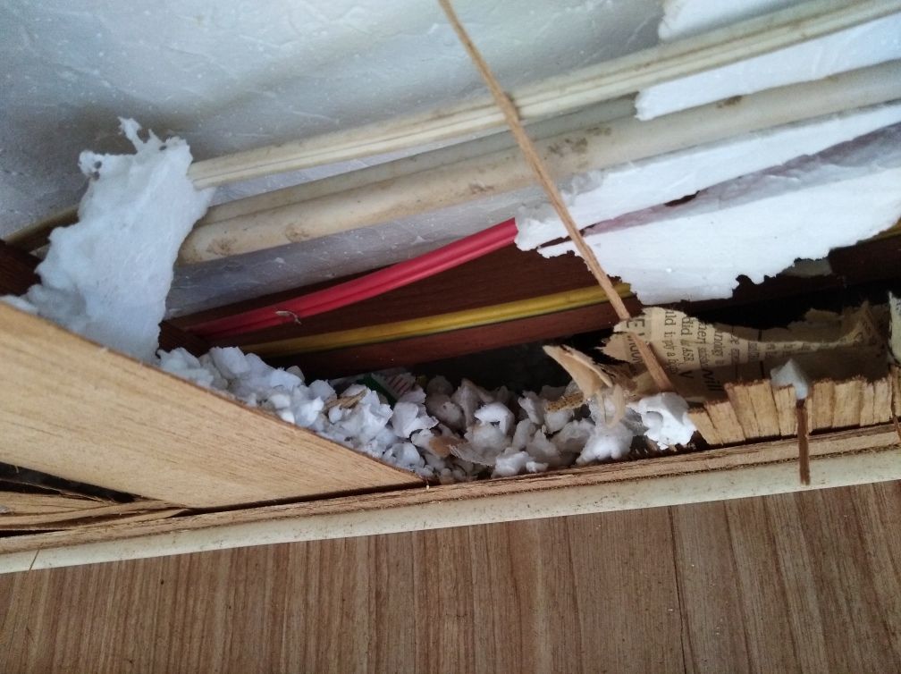 The mess in the ceiling from the mice, there was also evidence a snake had been living in there.