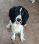 Profile (whitedoves)