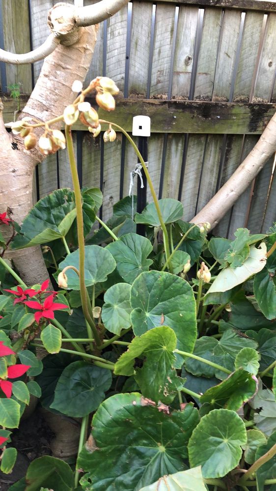 Begonias,trunk of Papaya tree.