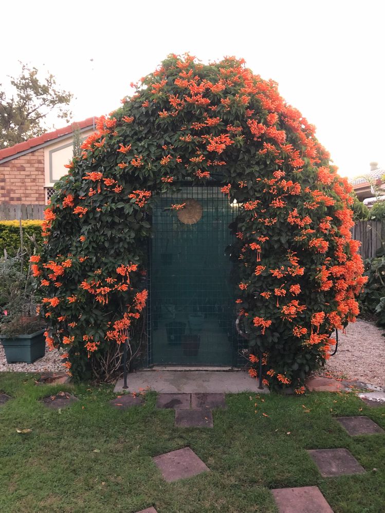 Love this plant over the entrance to greenhouse