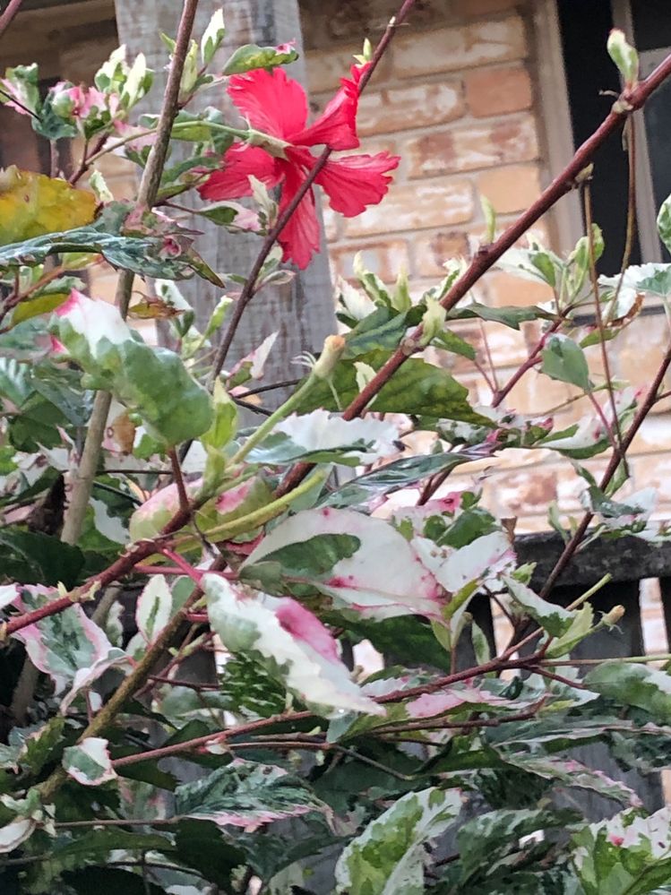 Keeping this hibiscus,it's lovely.