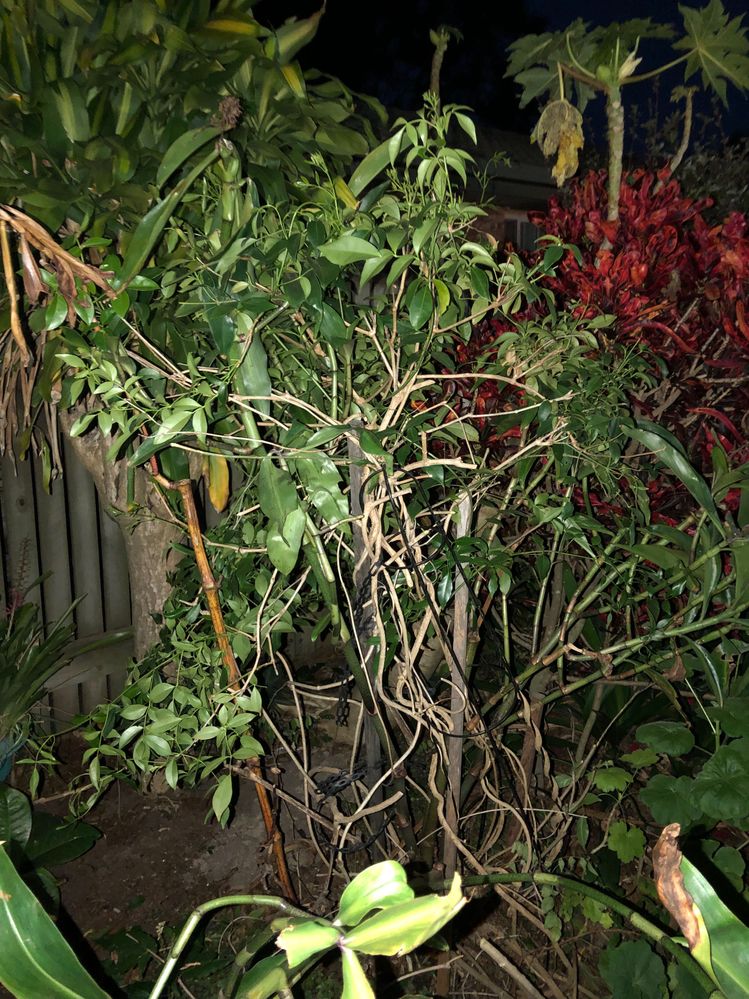 Omg there’s another Happy Plant