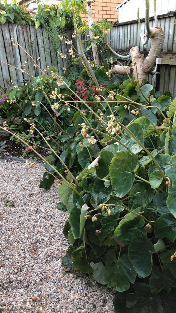 Overgrown Begonias