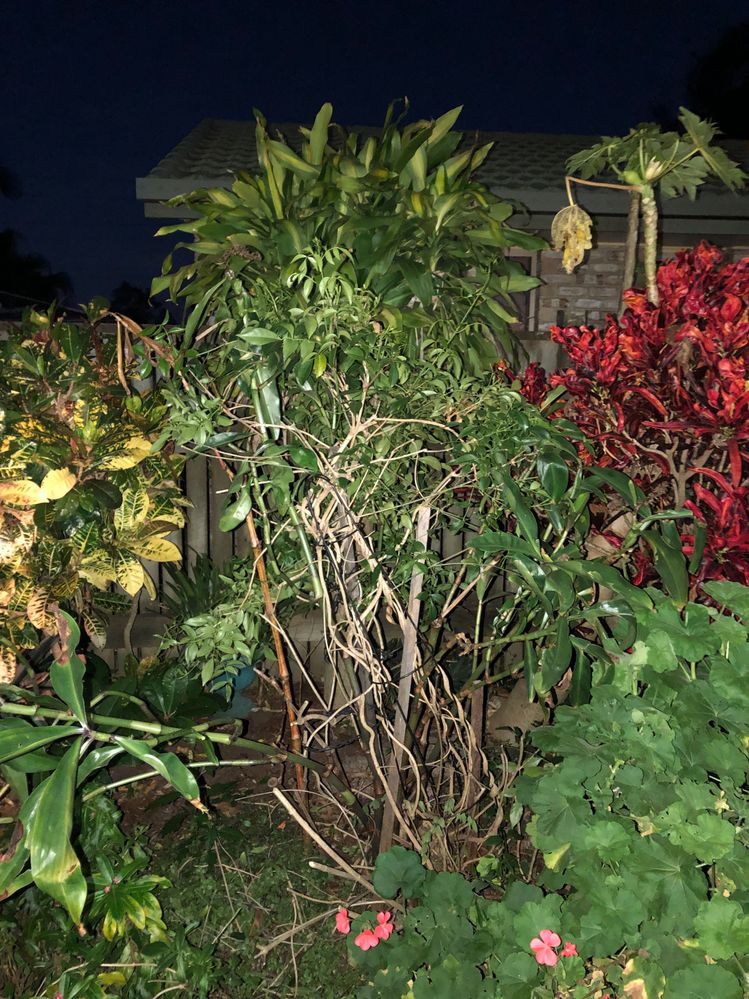 Wow, there’s another Happy Plant!