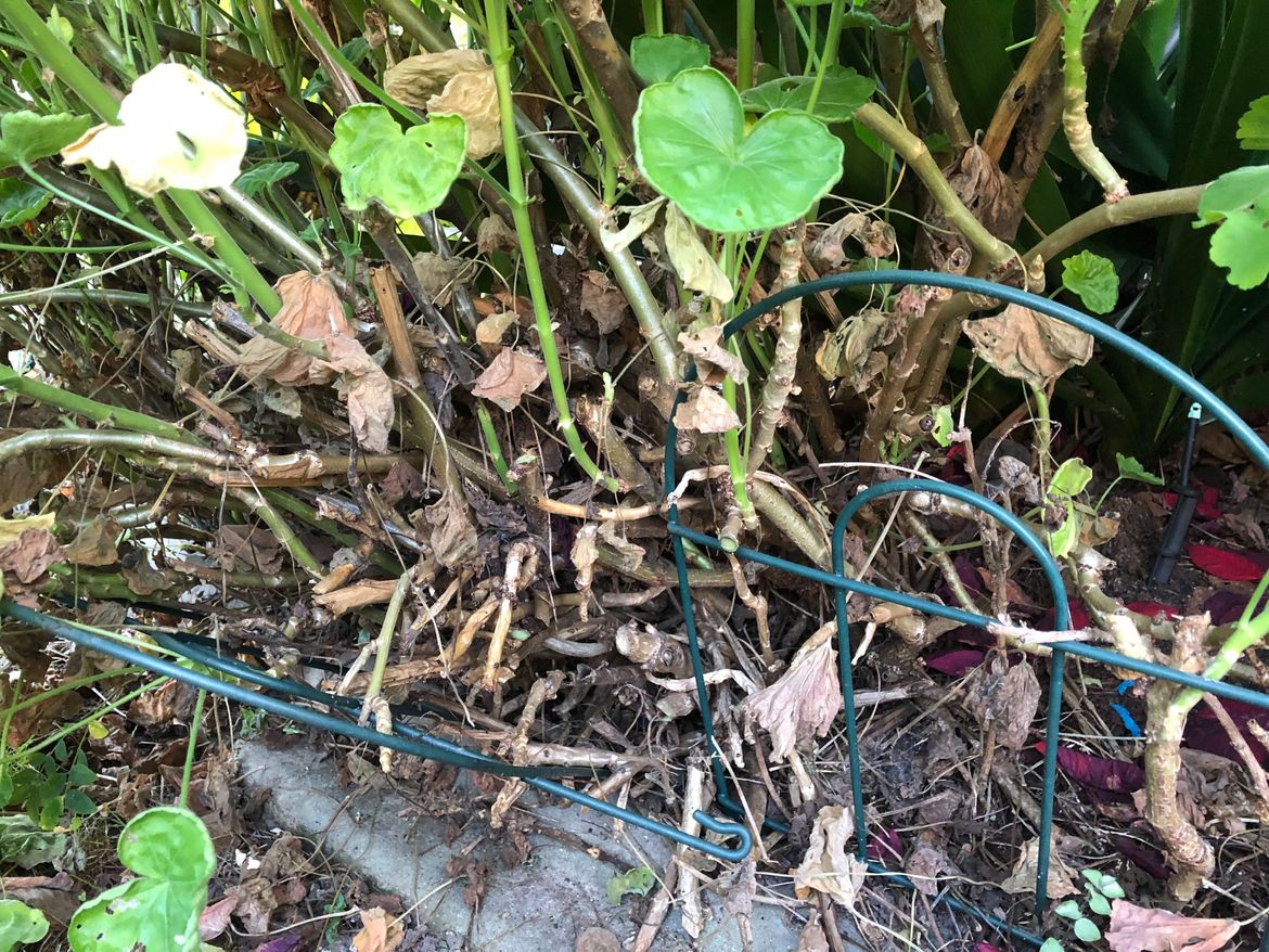 Only the roots left.