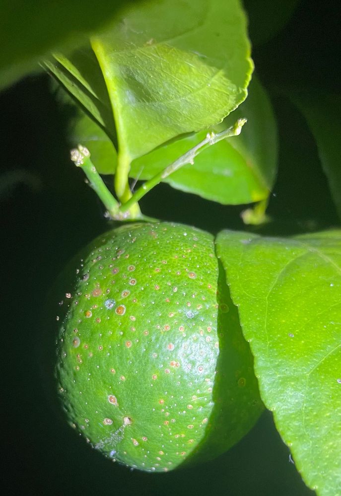 Black spots on citrus.jpeg