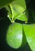 Black spots on citrus.jpeg