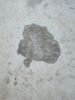 Oil stain on concrete.jpg