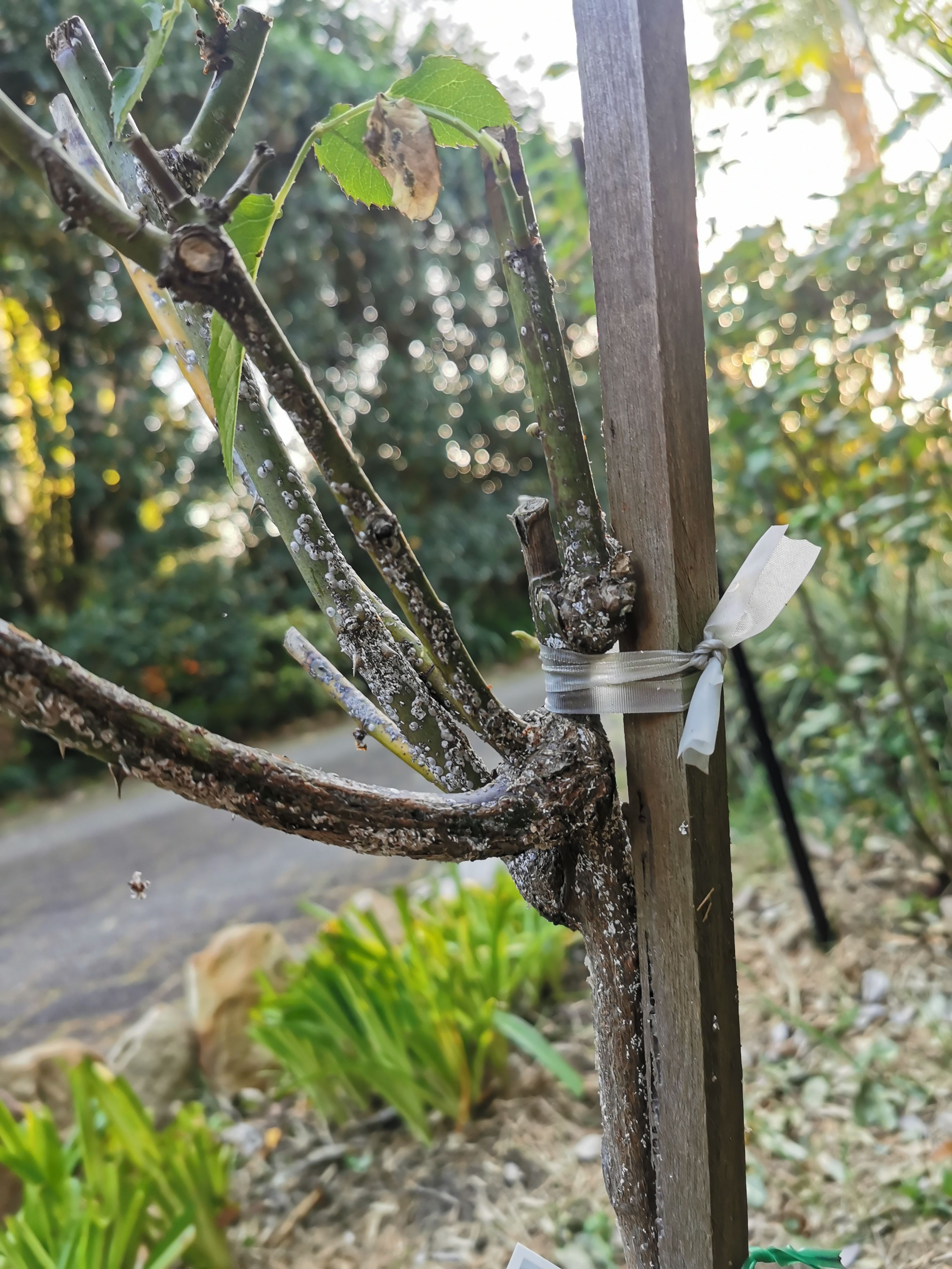 How to treat rose bush with scale? Bunnings community