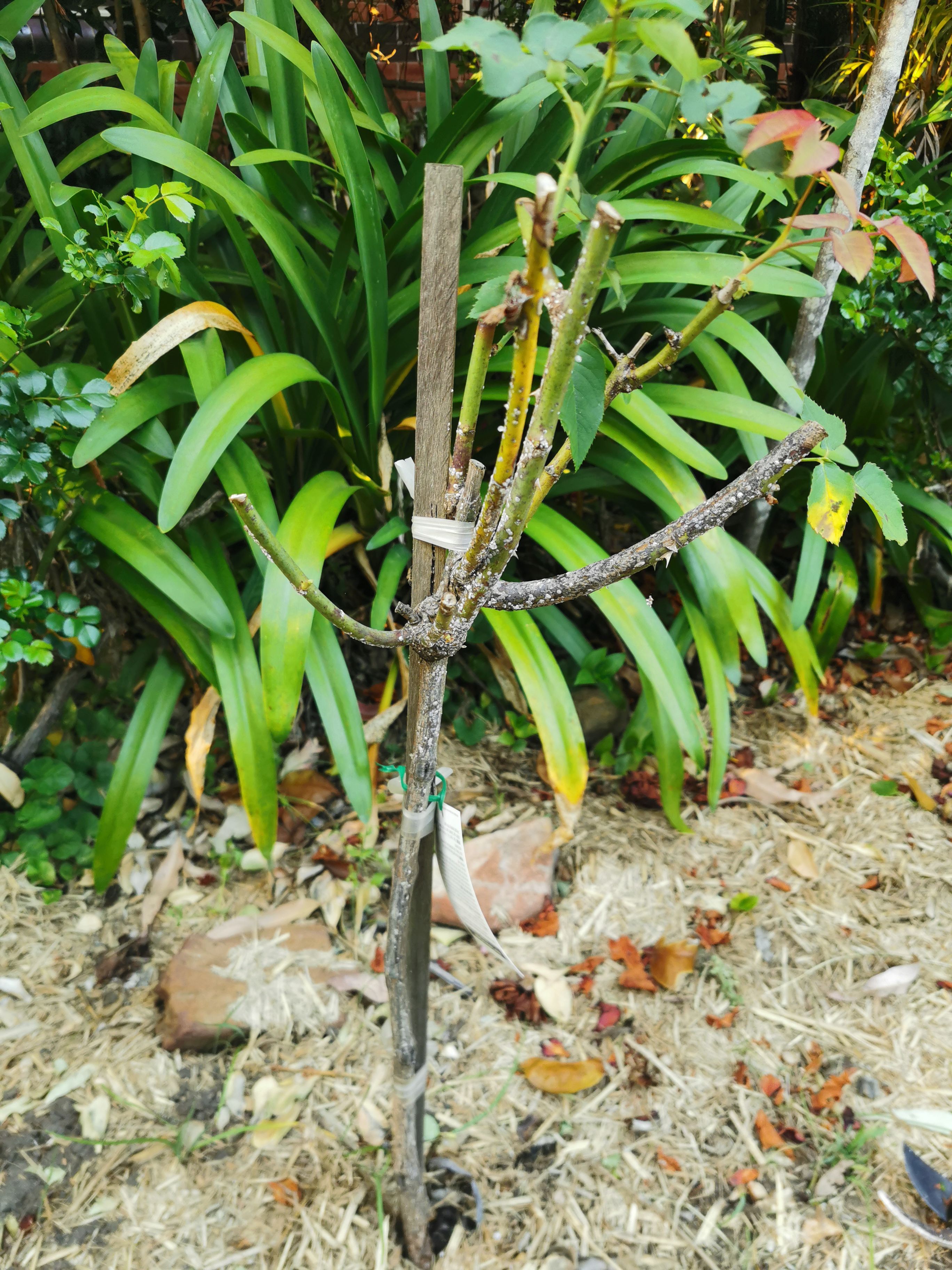How to treat rose bush with scale? Bunnings community