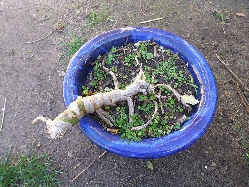 Monstera deliciosa eaten by rabbit