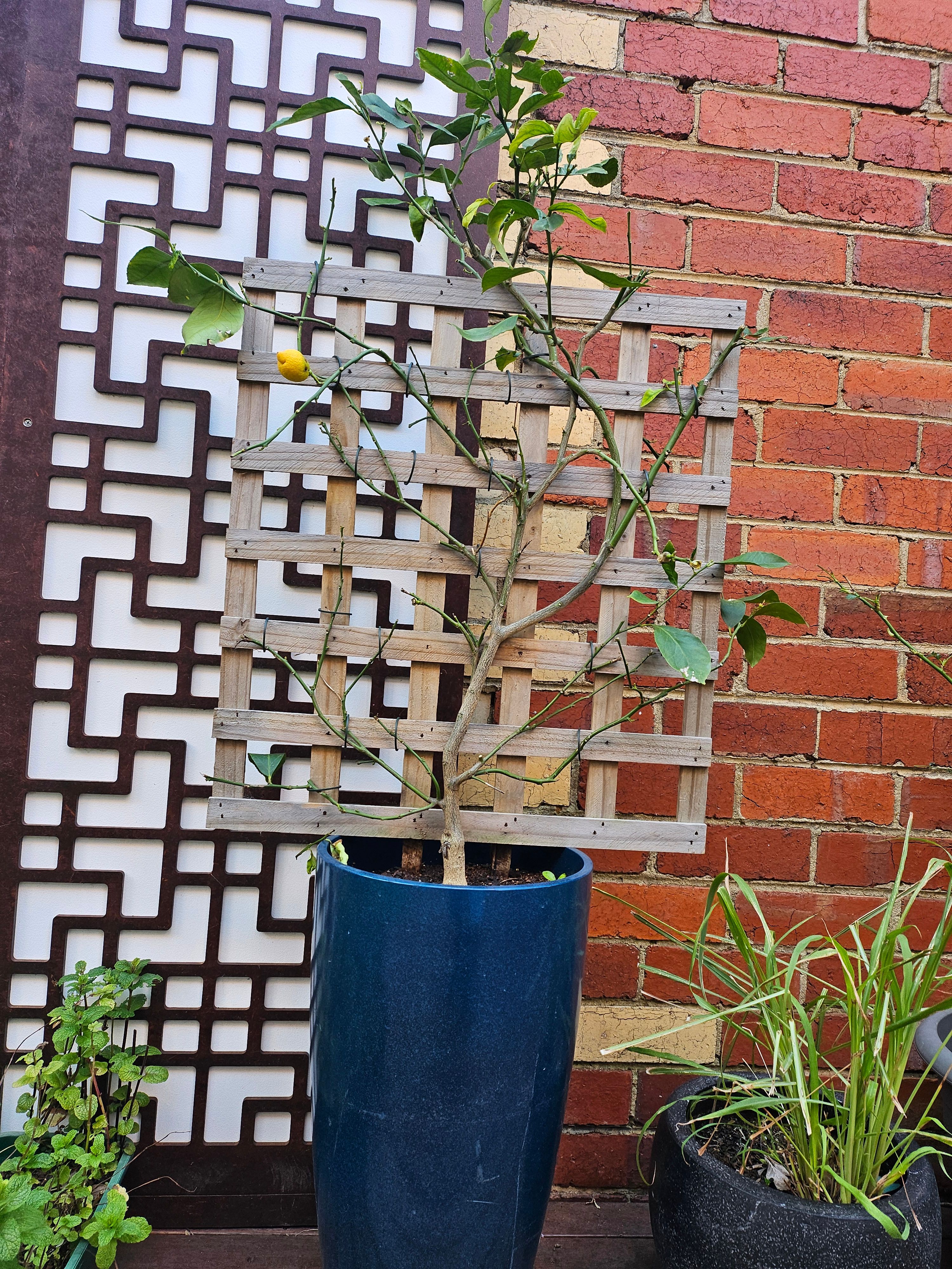 How to revive potted lemon tree? Bunnings community