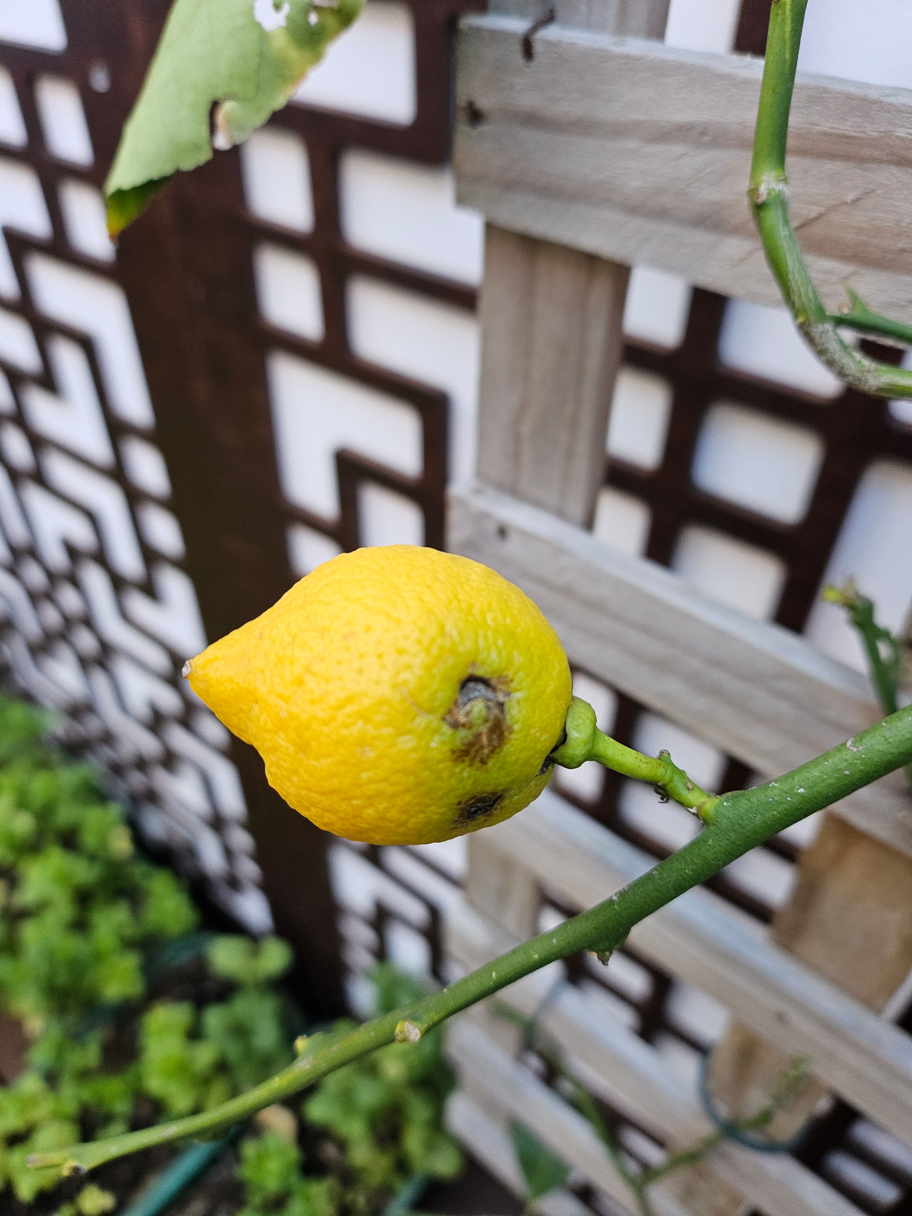 How to revive potted lemon tree? Bunnings community