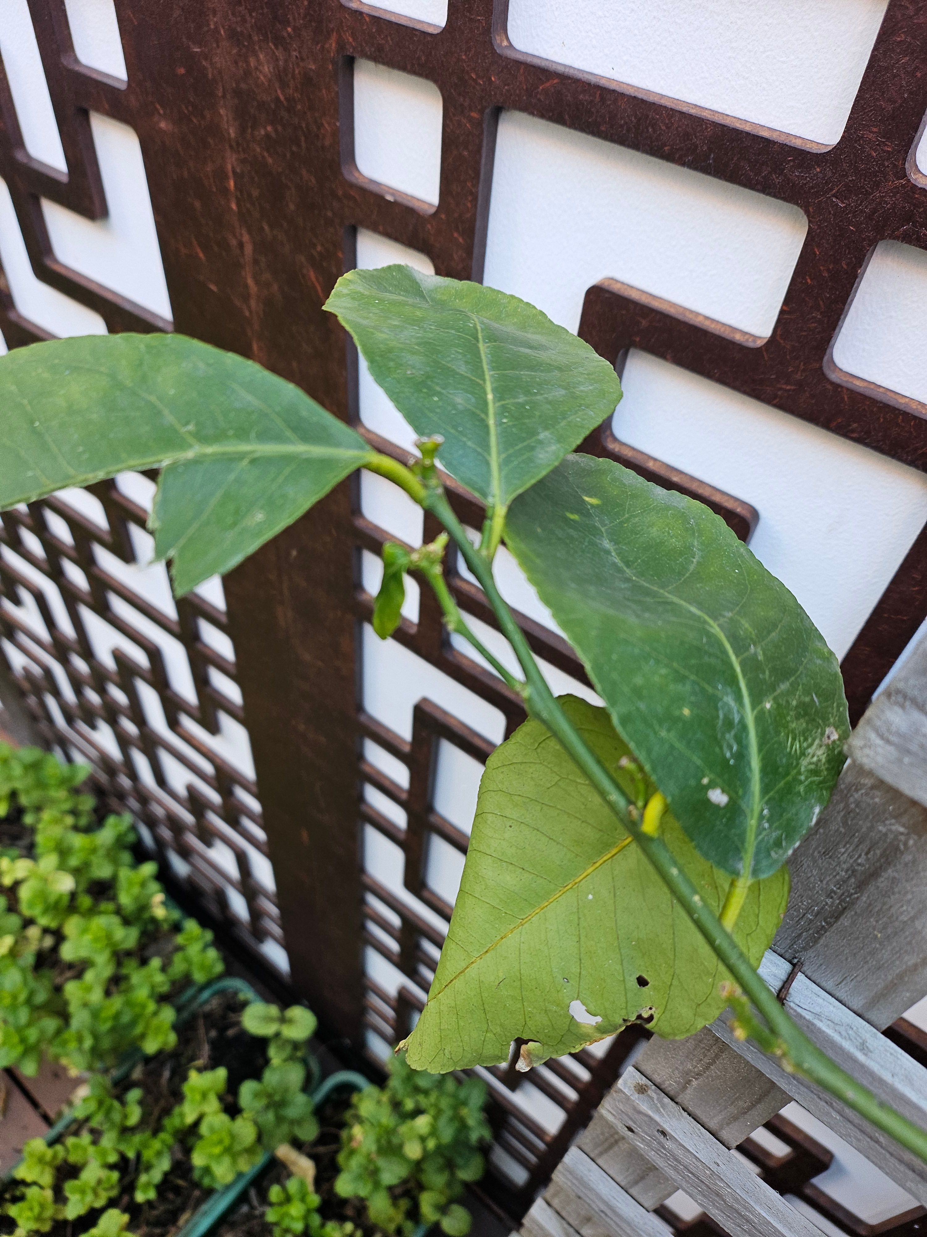 How to revive potted lemon tree? Bunnings community