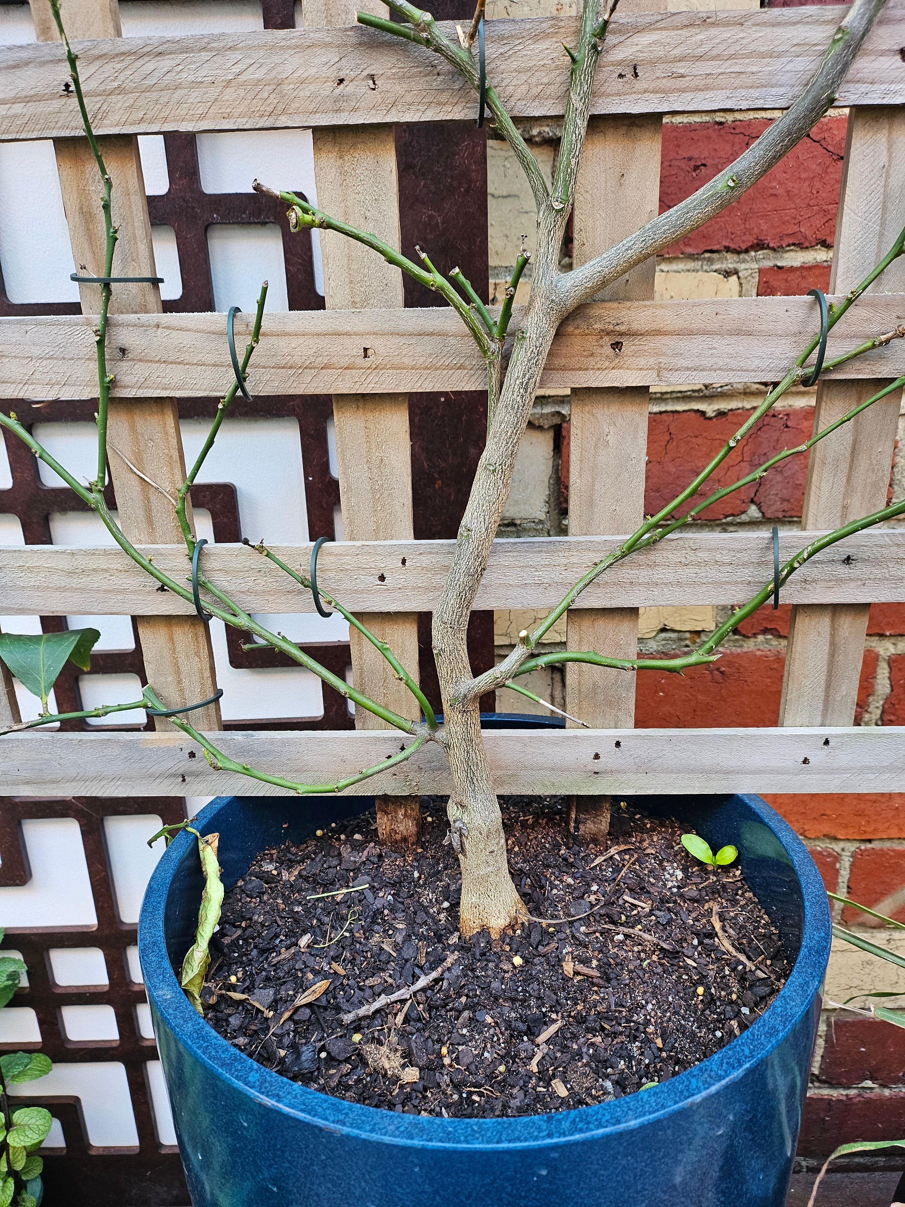 How to revive potted lemon tree? Bunnings community