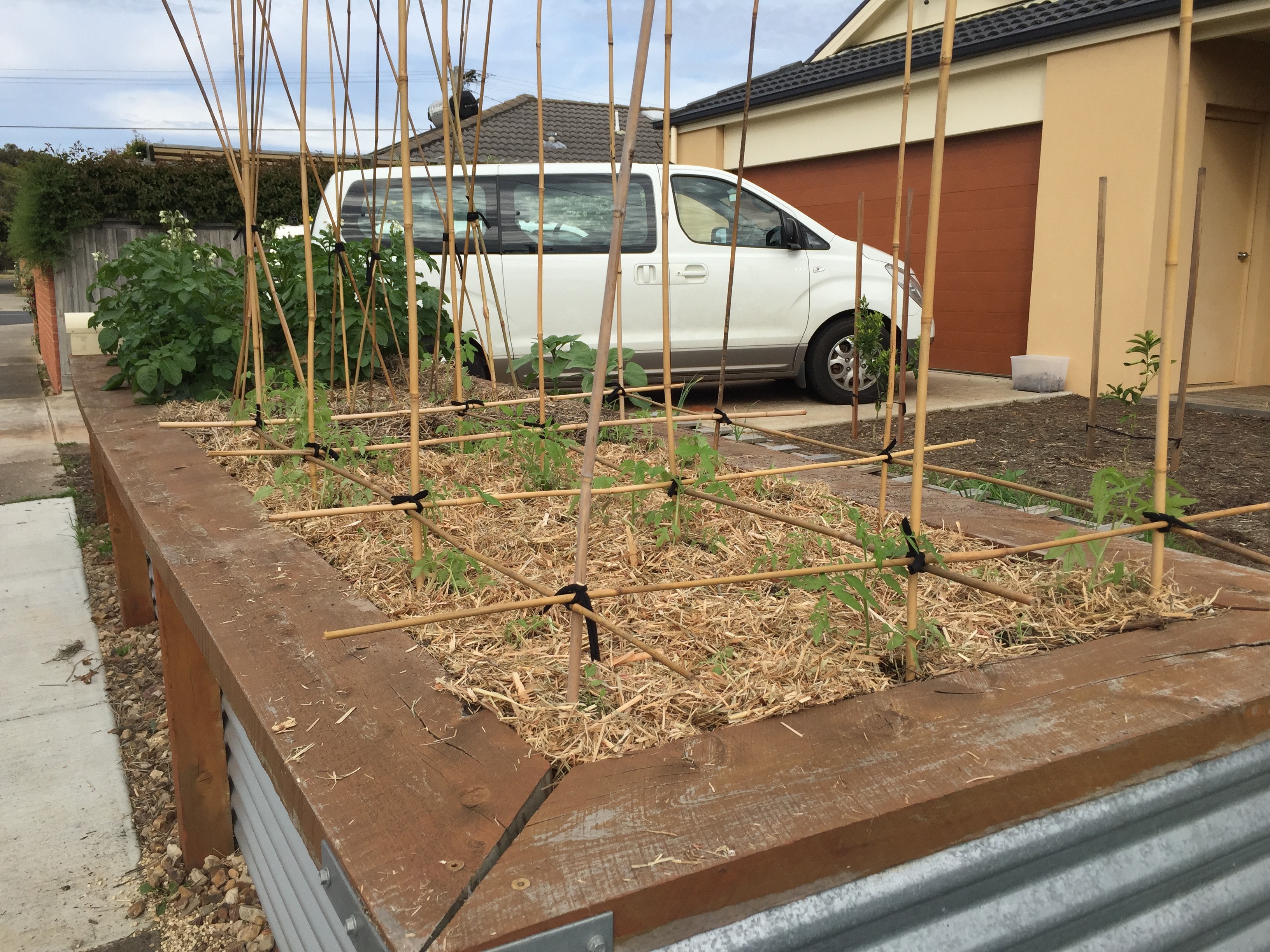 How do you trellis your tomatoes? Bunnings community