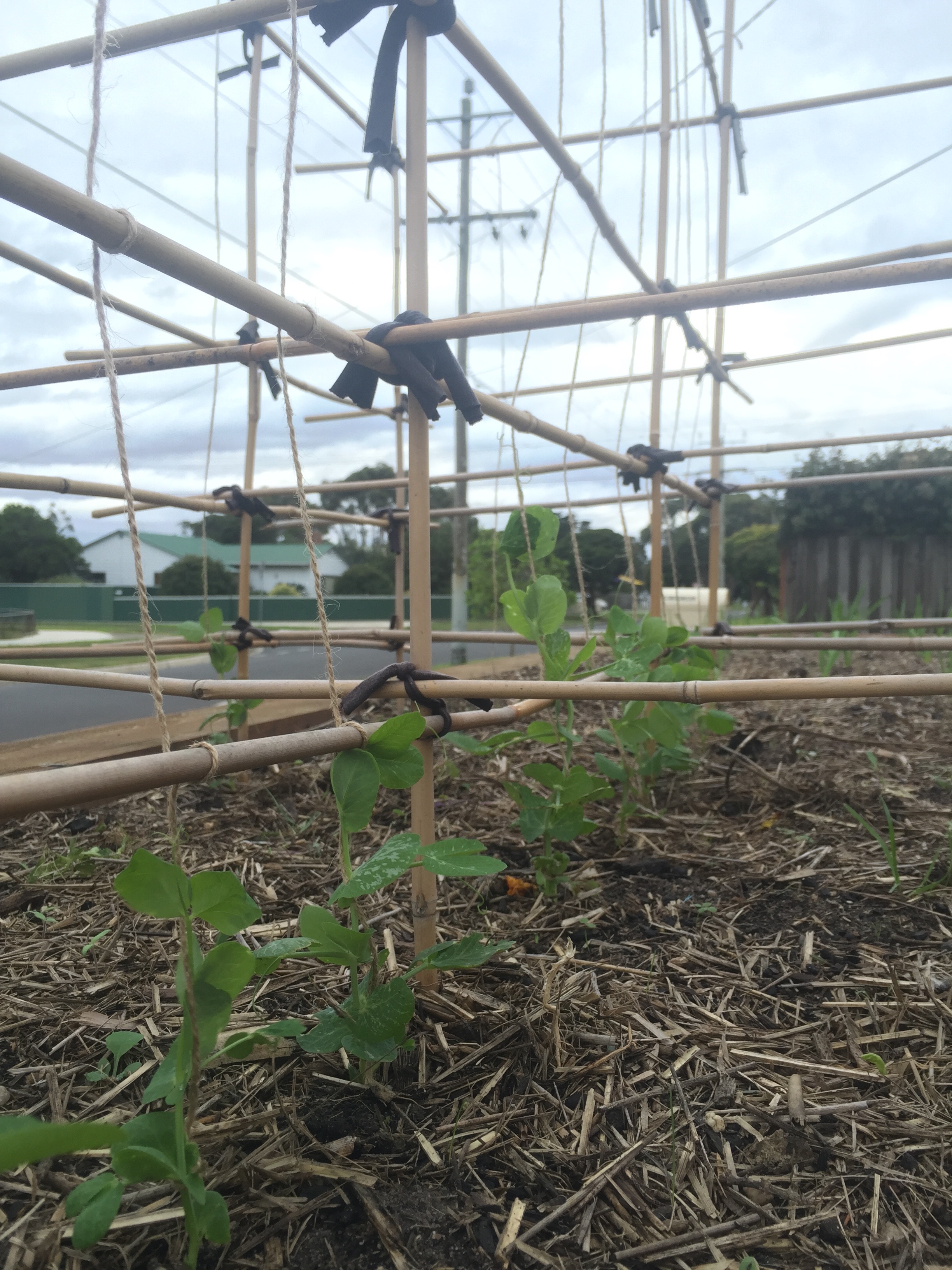 How do you trellis your tomatoes? Bunnings community