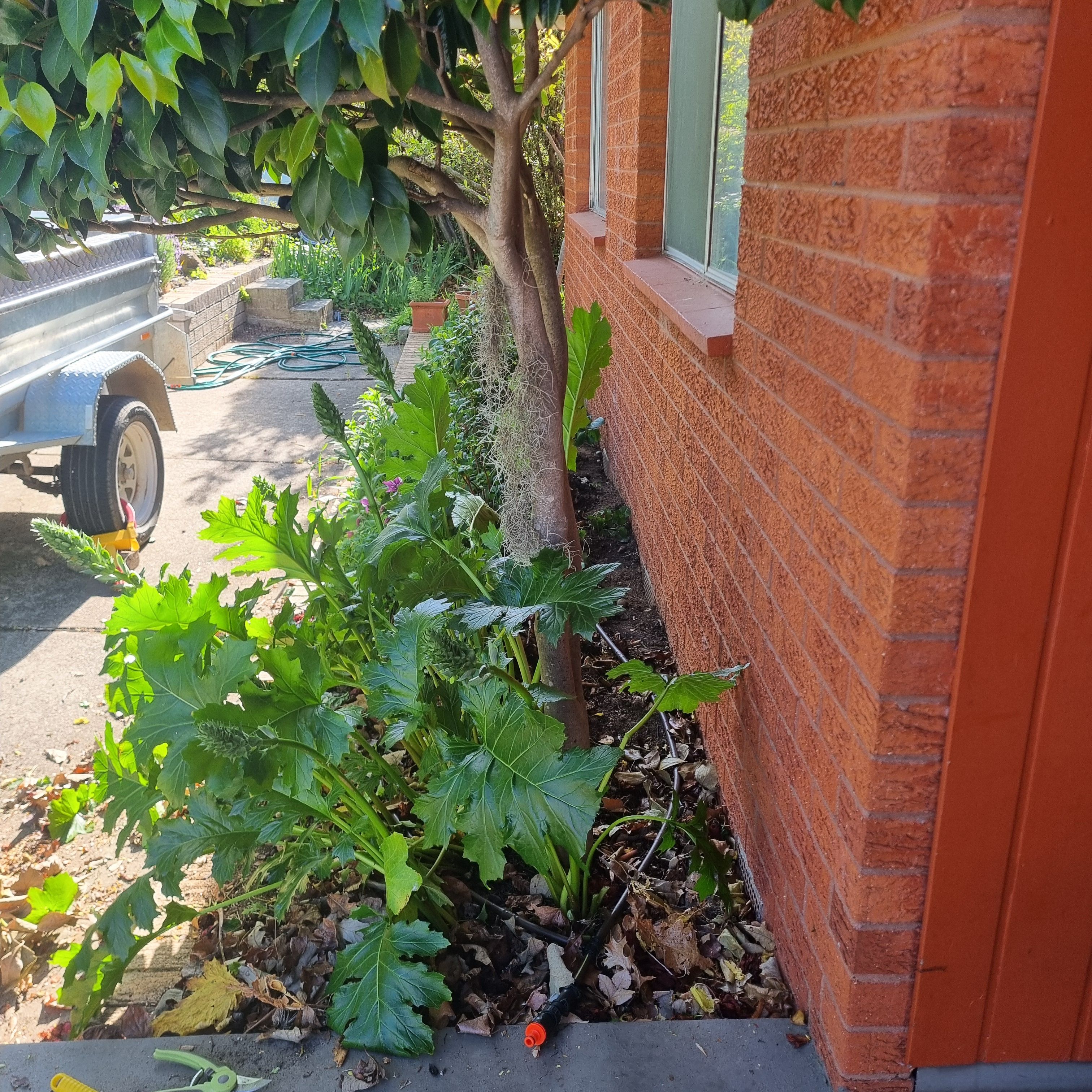 garden bed and tree close to house Bunnings community