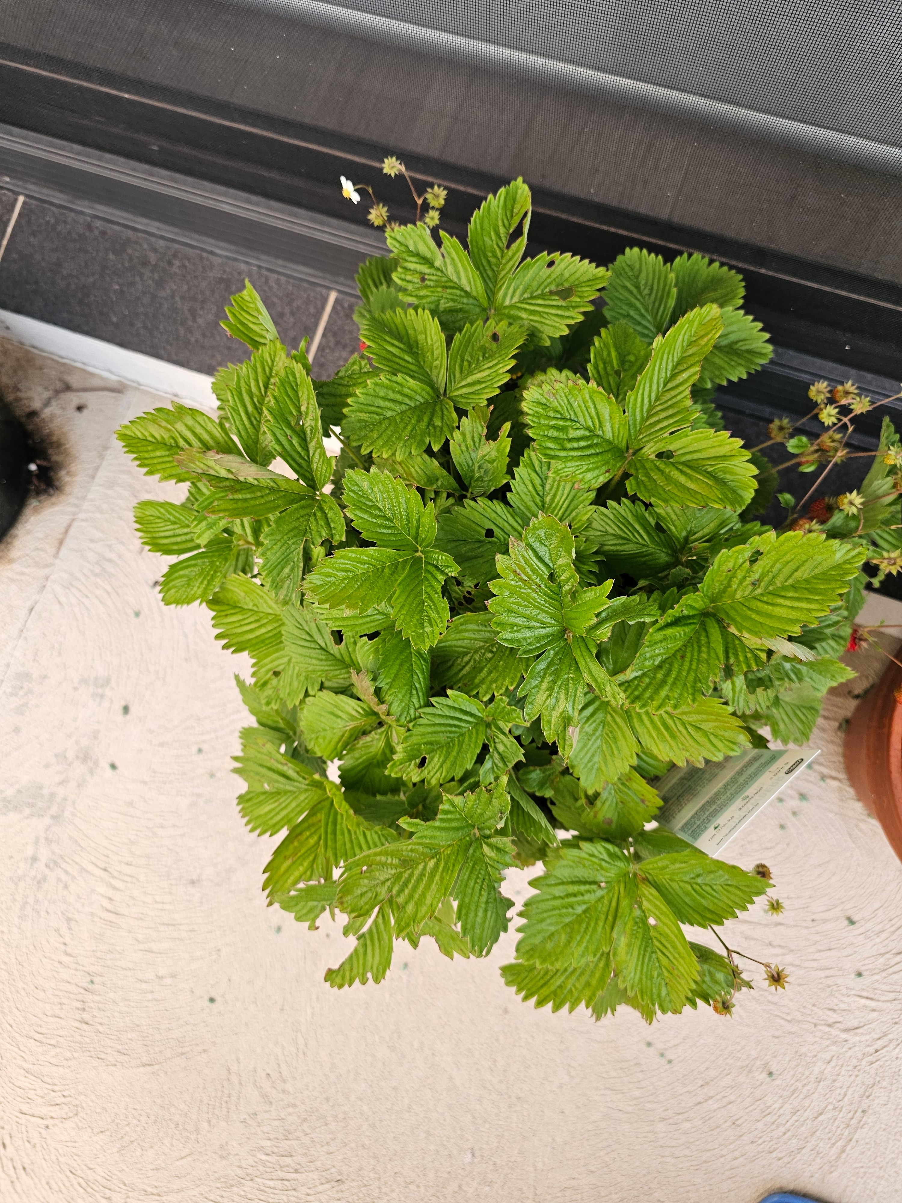 How to stop pests eating my strawberry? Bunnings community