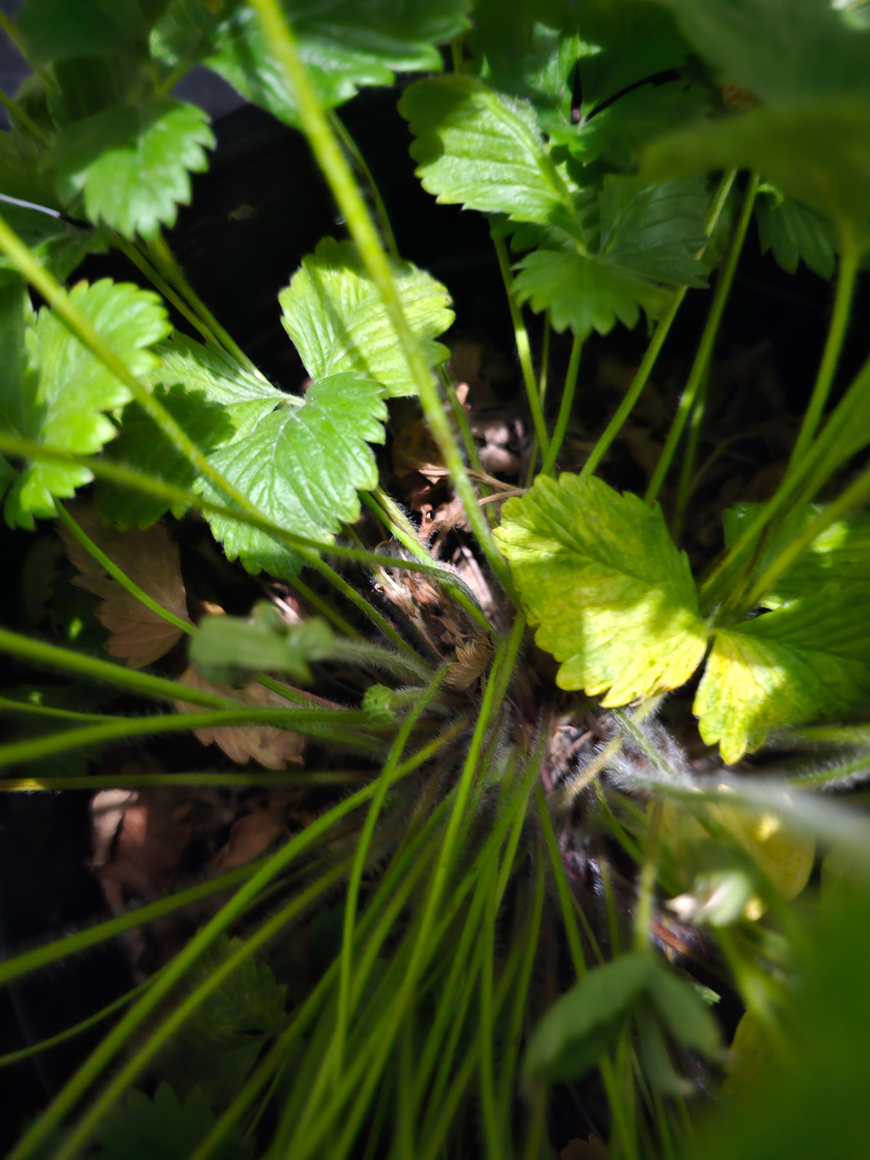 How to stop pests eating my strawberry? Bunnings community