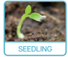 Seedling.png