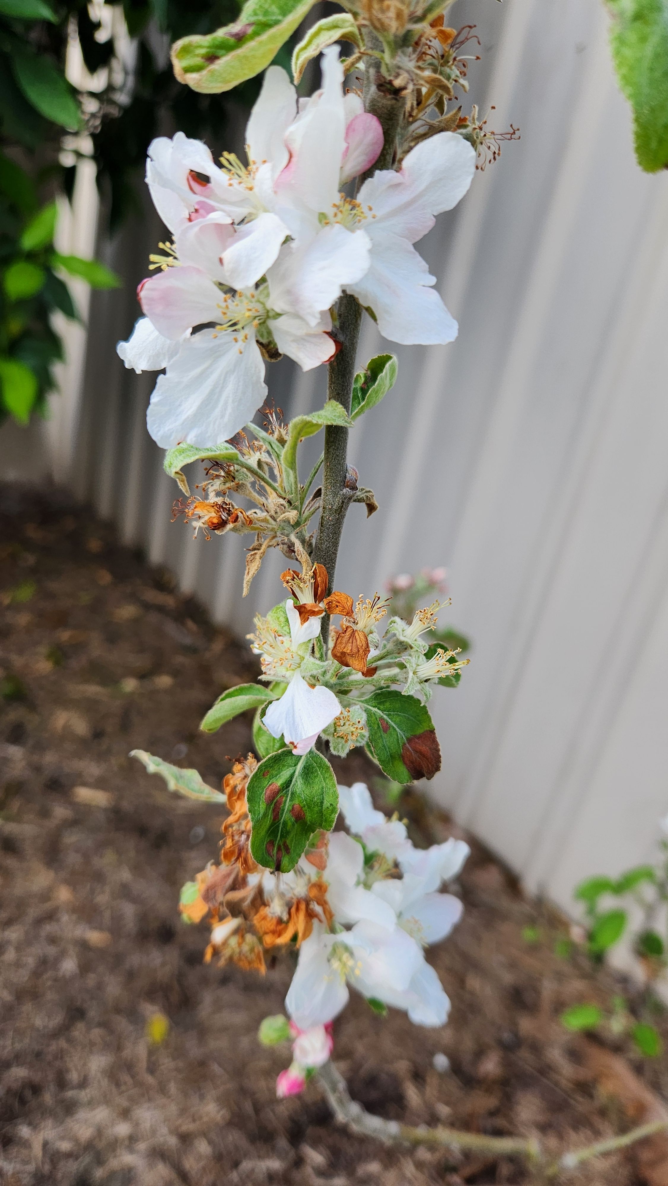 How to stop apple blossoms and leaves tu... Bunnings community