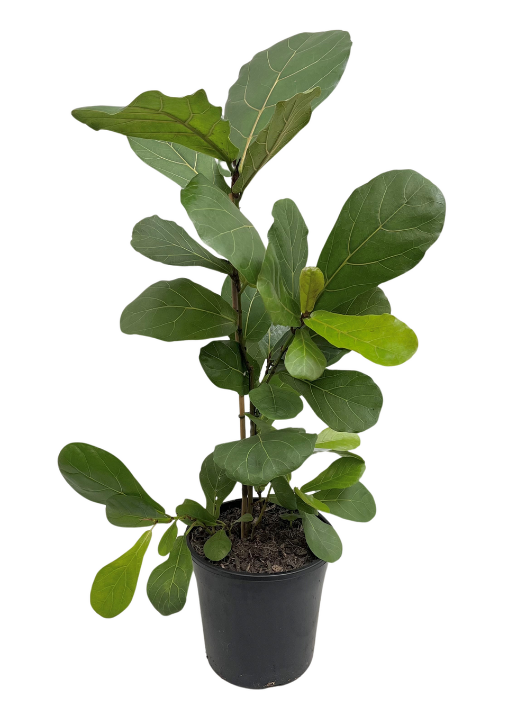 Fiddle leaf fig.png