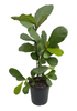 Fiddle leaf fig.png