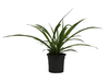 Spider plant.png