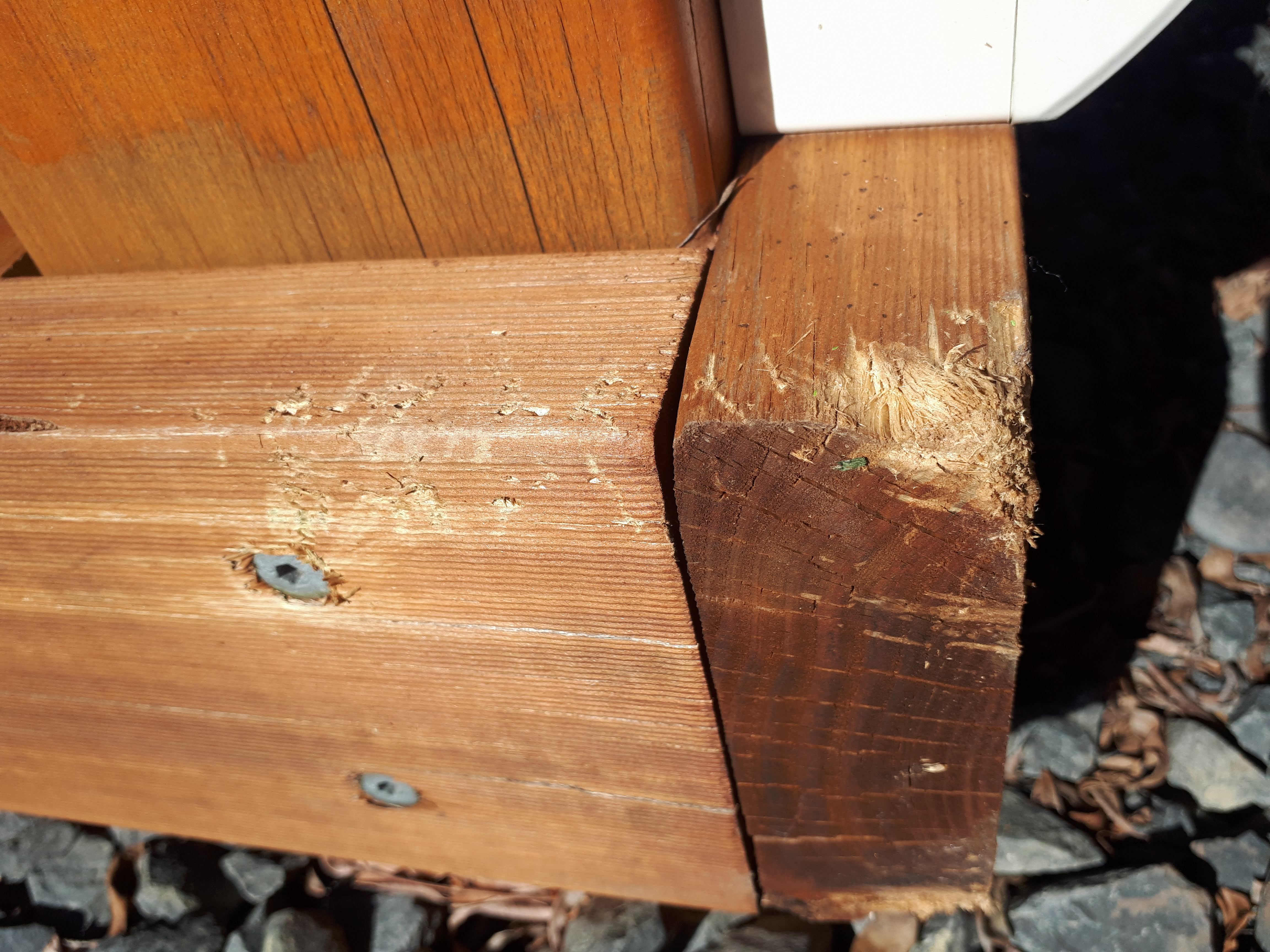 Repair or replace deck beams? Bunnings community