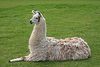 llama.jpg