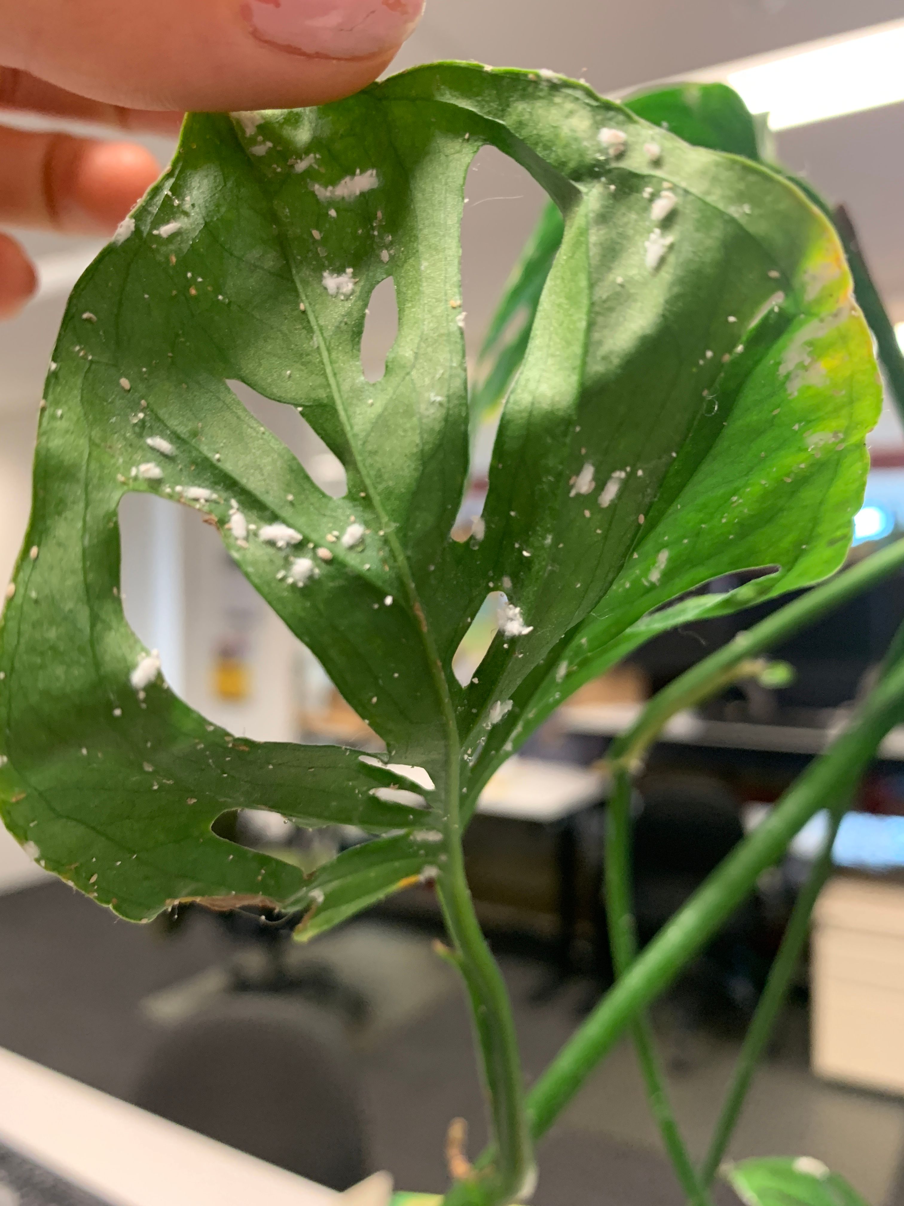 Monstera Obliqua is it a bug? Bunnings community