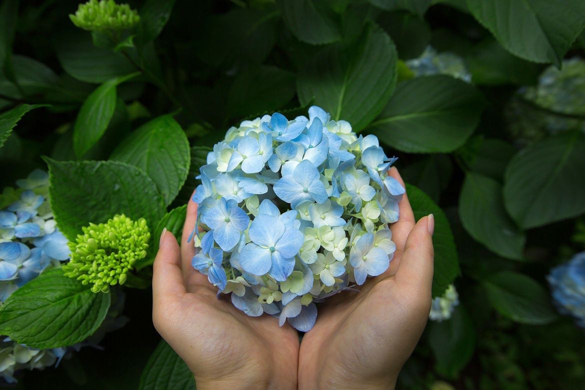 Topic Images_Flower and love_Yk1iQ2dc.jpg