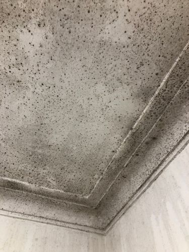 Clean Or Replace Bathroom Ceiling Bunnings Work Community - How To Deal With Mould On Bathroom Ceiling