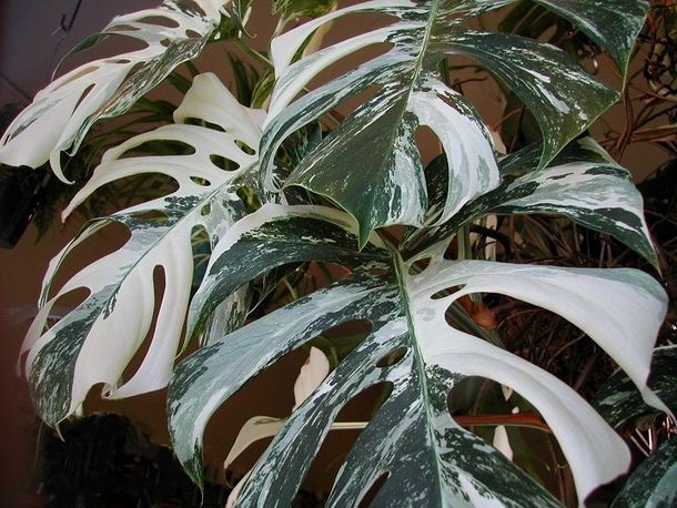 variegated-monstera-deliciosa--86089.jpg