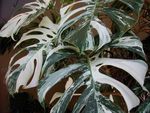 variegated-monstera-deliciosa--86089.jpg