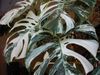 variegated-monstera-deliciosa--86089.jpg