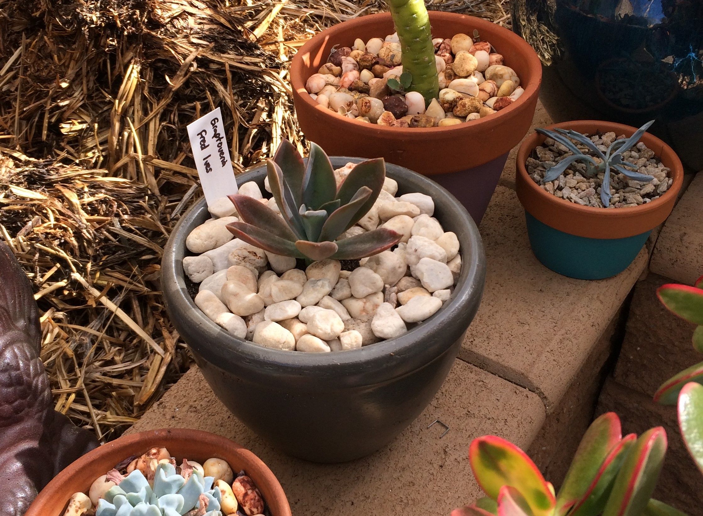 Totally Succ's and flowering cacti Bunnings community