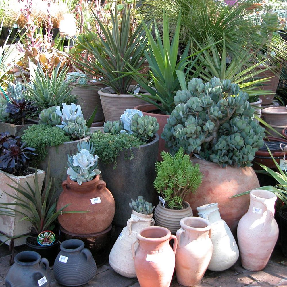 1.2 Pots & plants.jpg