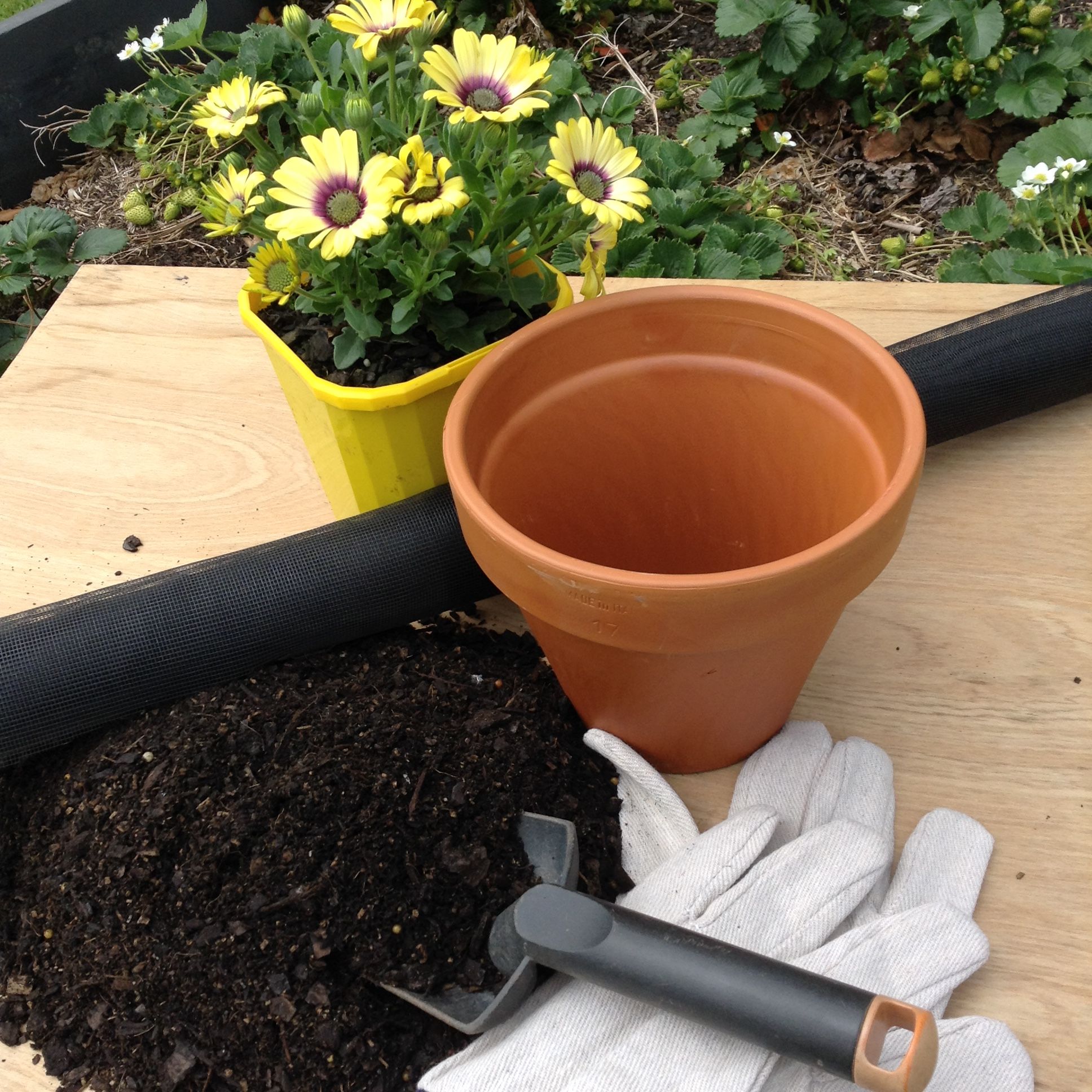 How to pot a plant Bunnings community