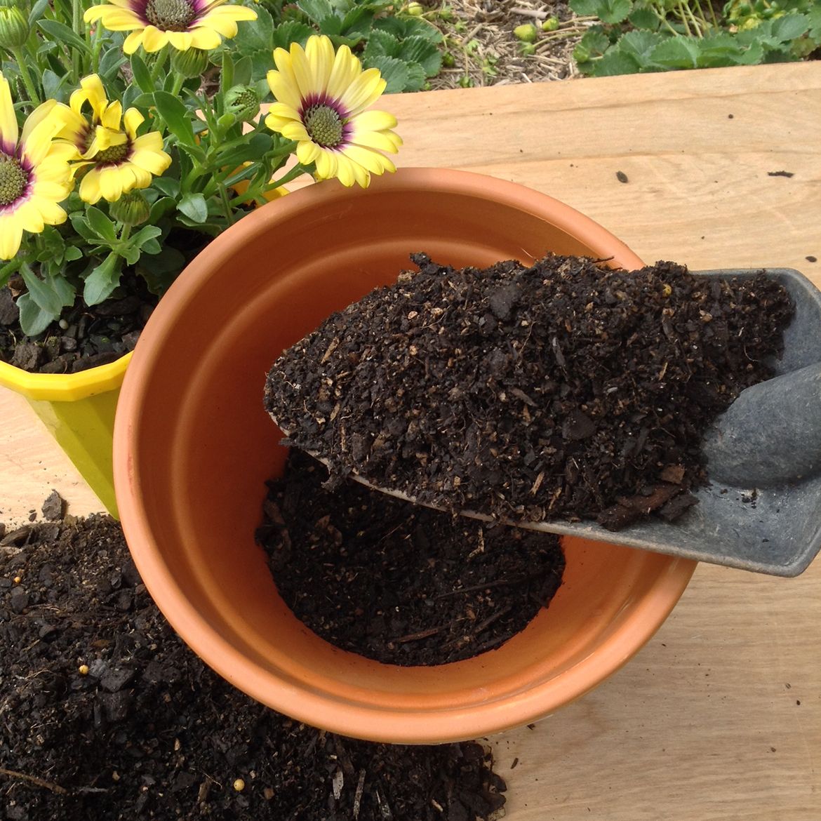 How to pot a plant Bunnings community