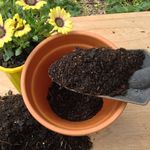 3.2 Add 3-4cm of fresh potting mix.JPG