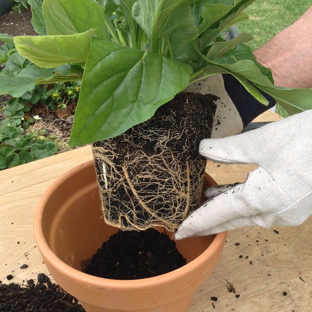 4.1 Position the plant.JPG