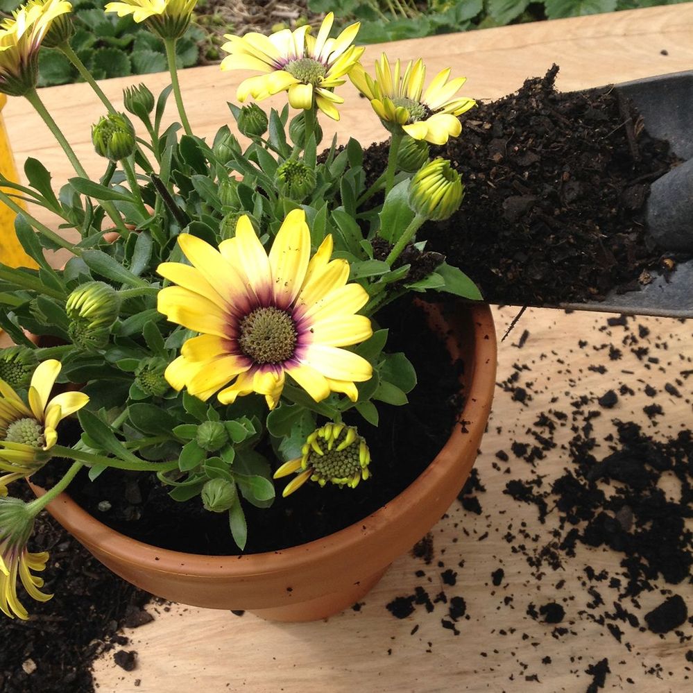 4.2 Add fresh potting mix around the perimeter.JPG